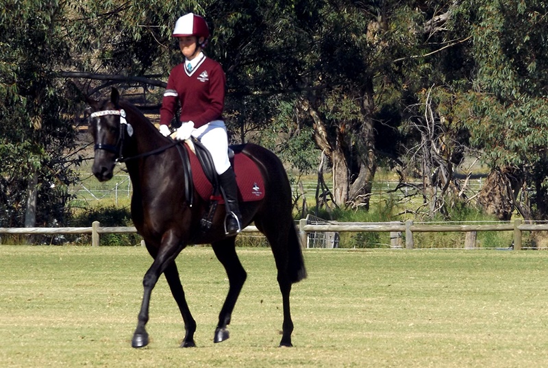 Equestrian (4)