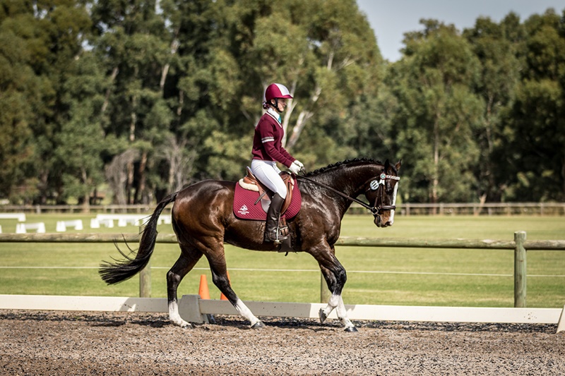 Equestrian (1)