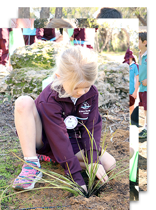 img-thumbnail-Native-planting-Possum-Houses